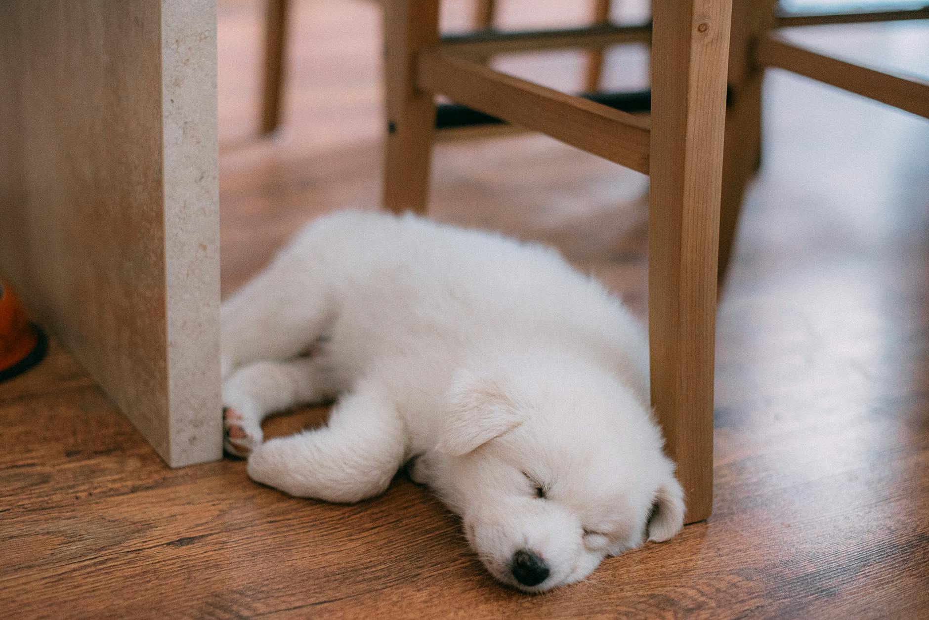 Śpiący biały szczeniak samoyeda pod drewnianym krzesłem w domu