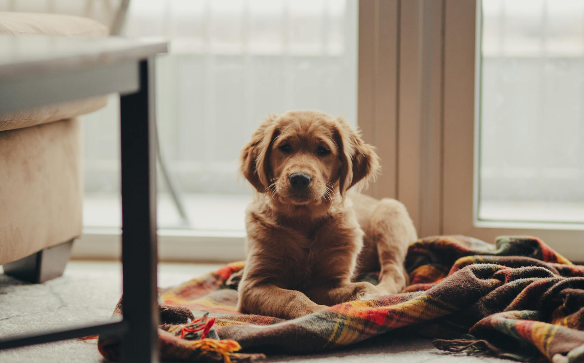 Szczeniak golden retriever leży na kocu przy oknie w domu
